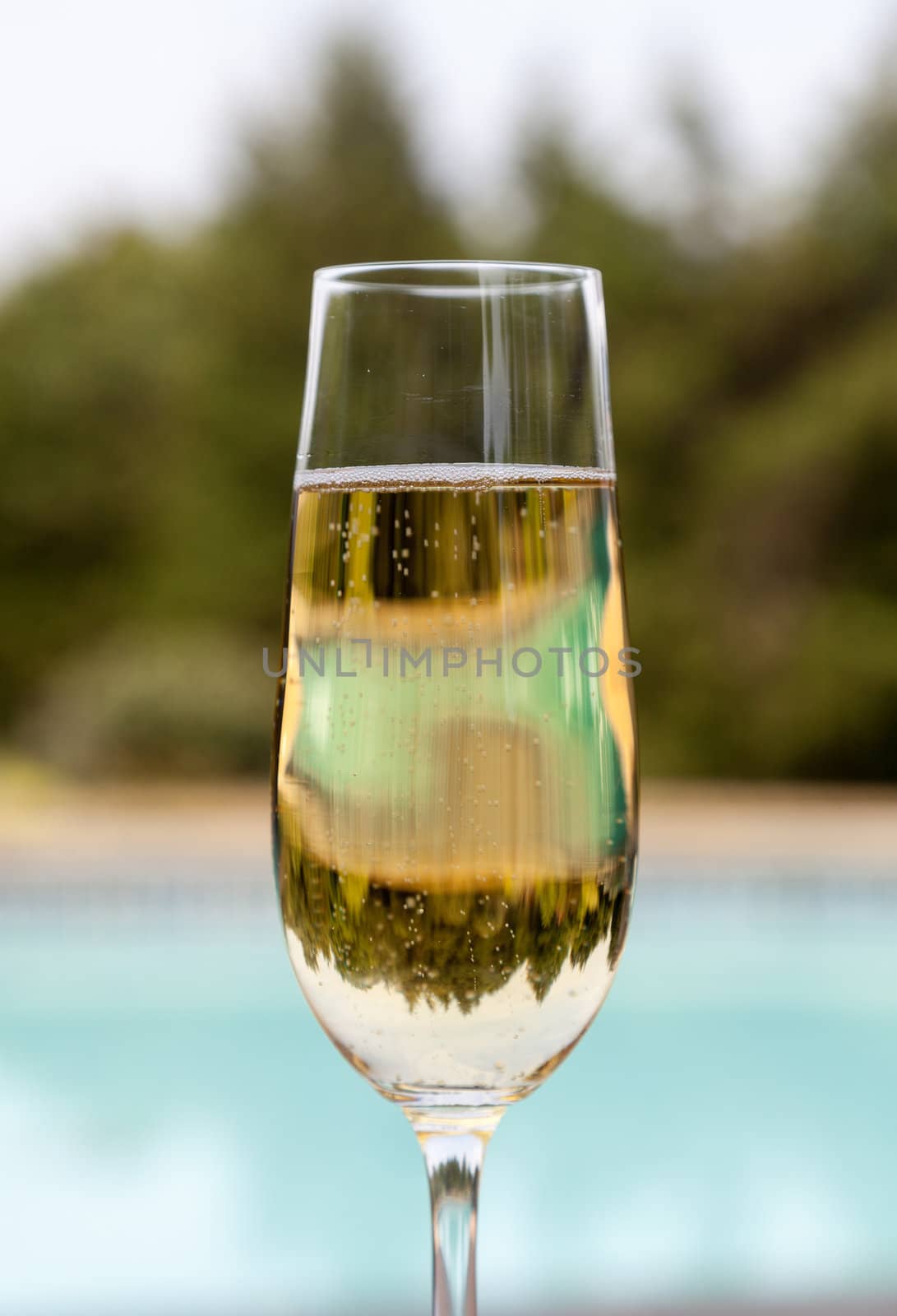 Elegant flute glass of sparkling white wine or champagne by side of swimming pool