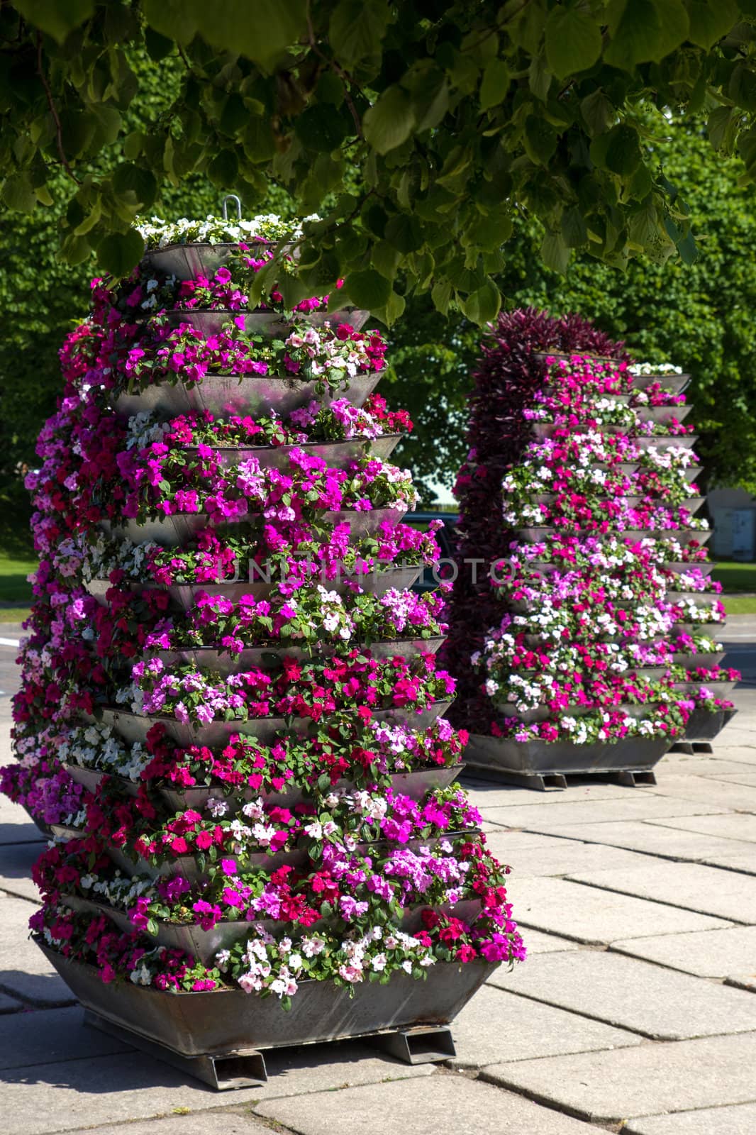 Live Balsam (Impatiens walleriana) flower pyramids in a city square