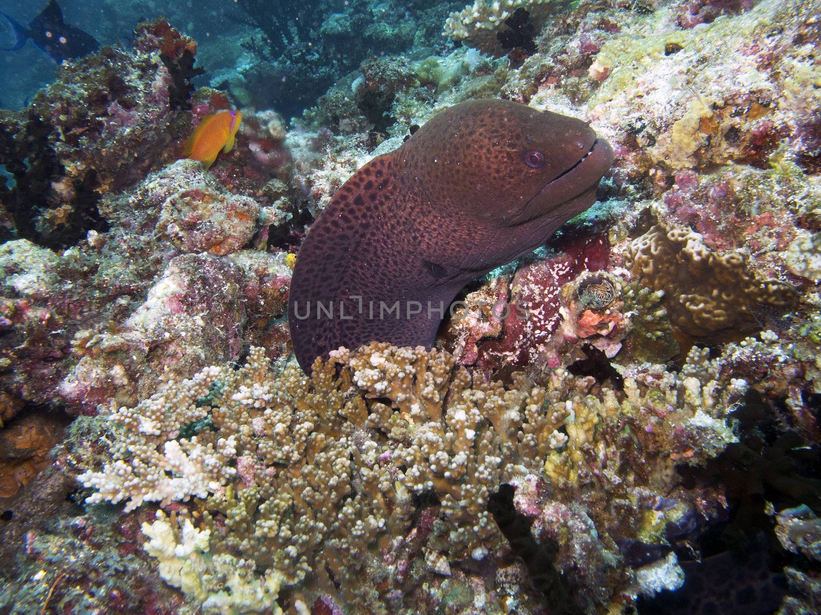 The giant moray is widespread in the Indo-Pacific region.  This is a large eel, reaching up to 300 cm (10.0 ft) in length and 30 kg (66.1 lbs) in weight.