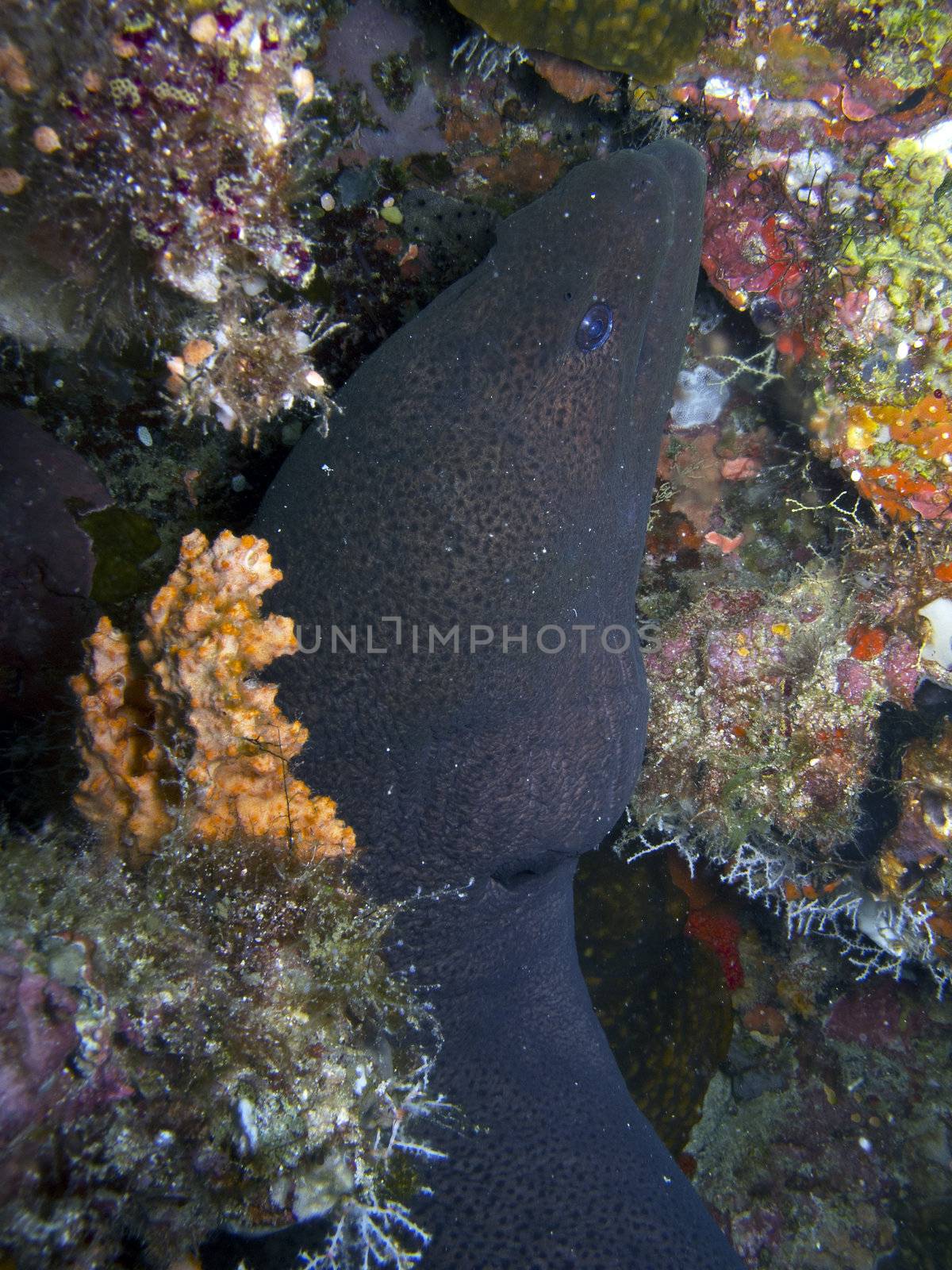 Giant moray eel (Gymnothorax javanicus)