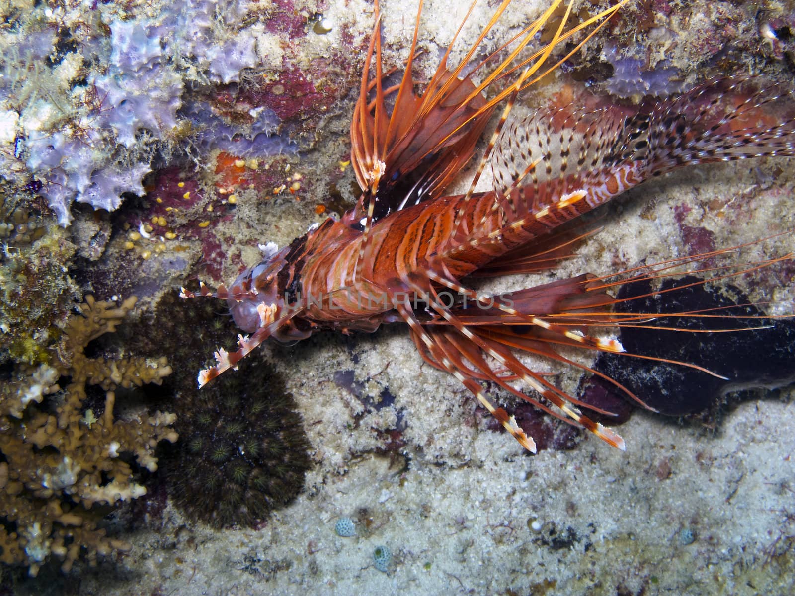 Lionfish are known for their venomous fin rays. Stings from this lionfish can cause  nausea, fever, breathing difficulties, convulsions, and sweating. It has also been known to cause death in some cases.







Spot fin Lionfish (Pterois antennata)