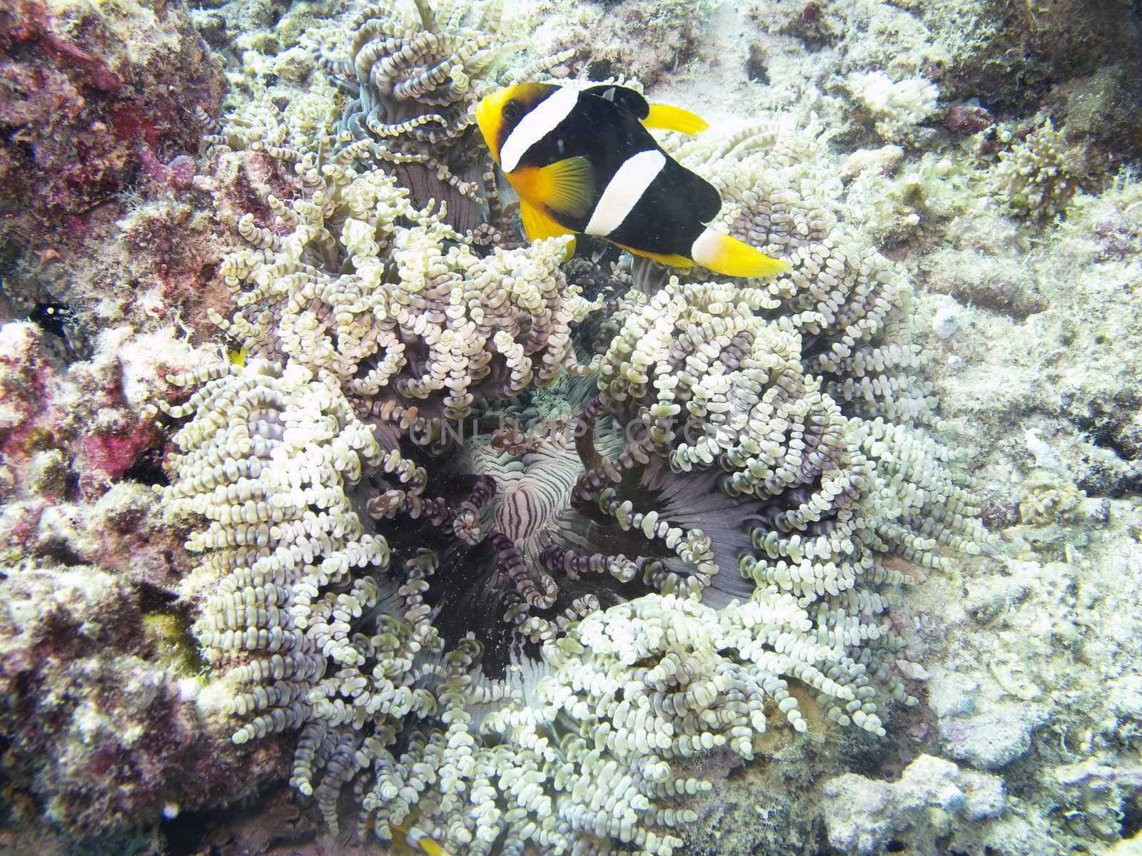 Clark's Anemonefish swimming around a coral reef







Clark's Anemonefish (Amphiprion clarkii)