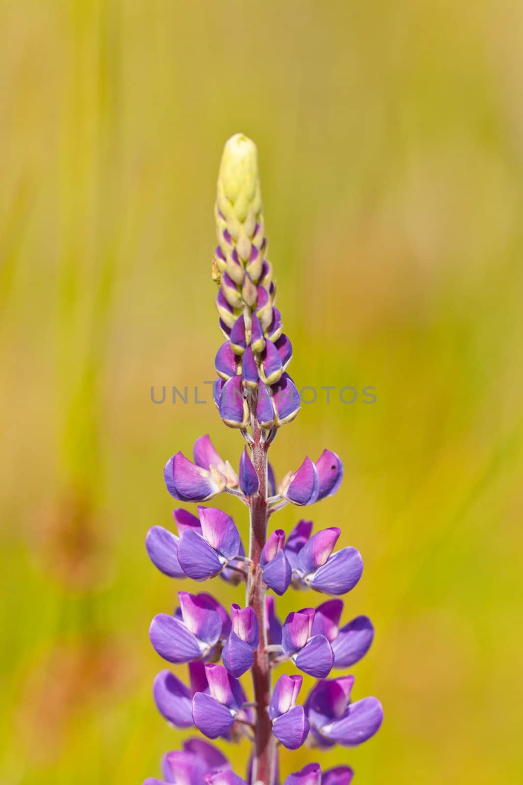 Beautiful blooming lupine flower in warm sunlight by PiLens