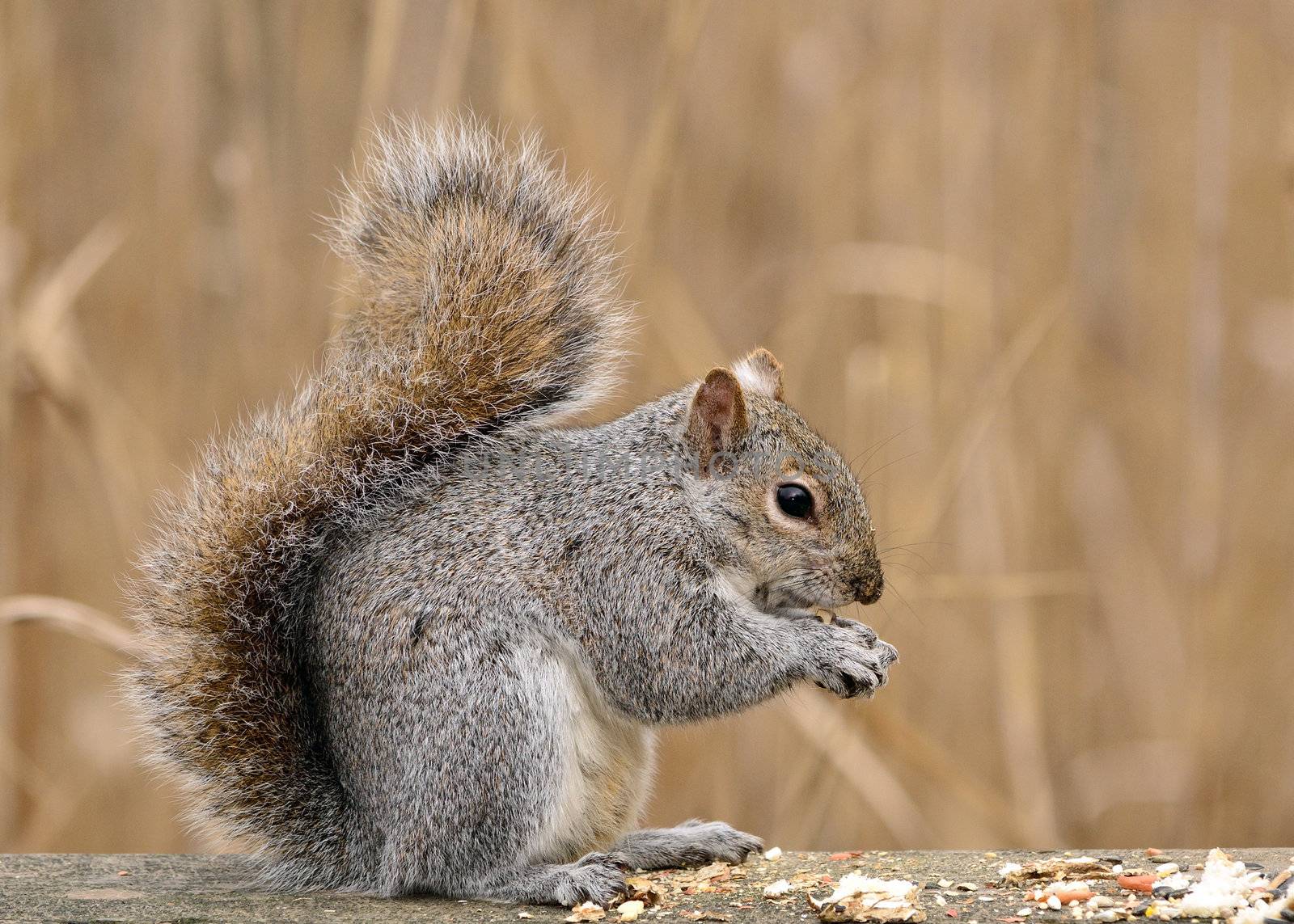 A gray squirrel closeup on a fence with peanuts.