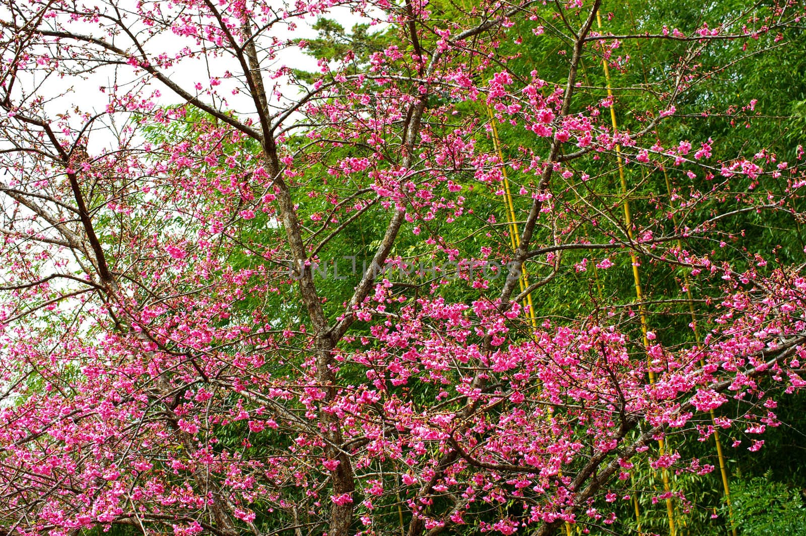 Wild Himalayan Cherry flower, Prunus cerasoides