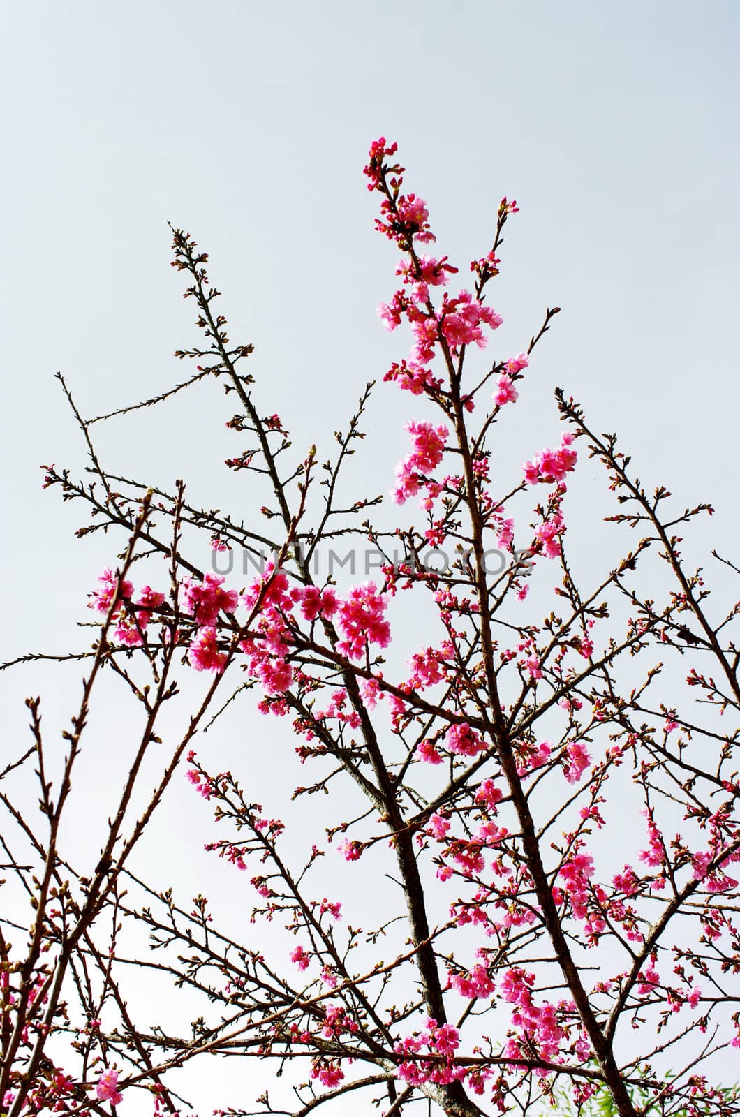 Wild Himalayan Cherry flower, Prunus cerasoides