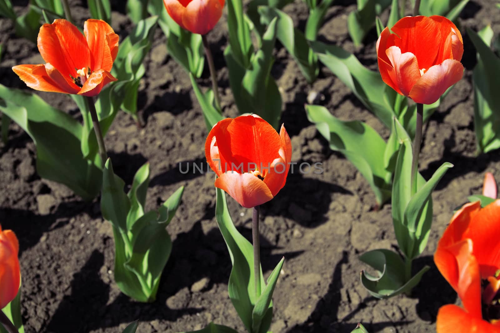 Bright red tulips in warm spring day by Serp