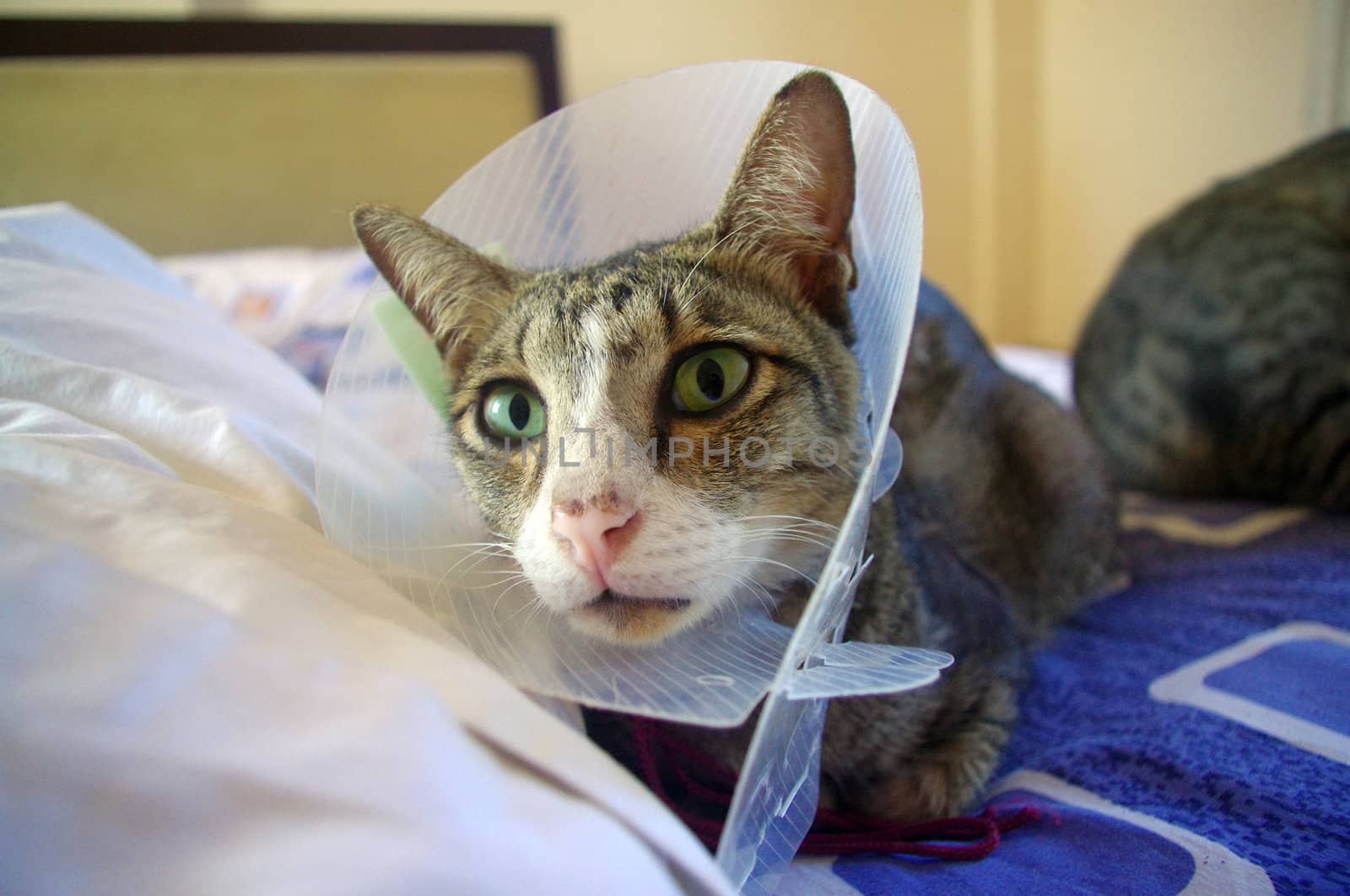 Cat wearing protective collar by Komar