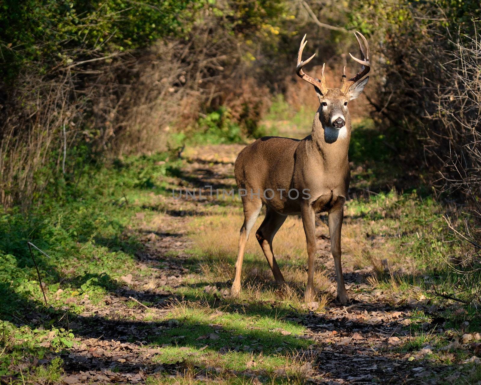 Whitetail Deer Buck by brm1949