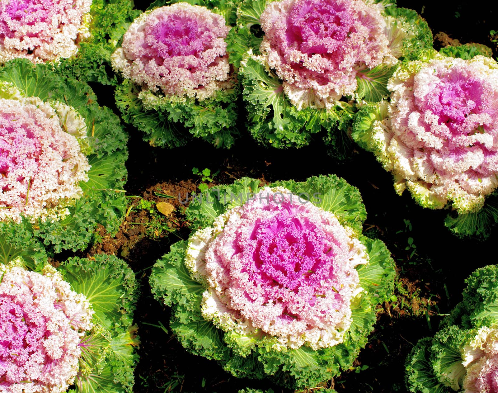 Ornamental Brassica, Brassica oleracea, Northern Red