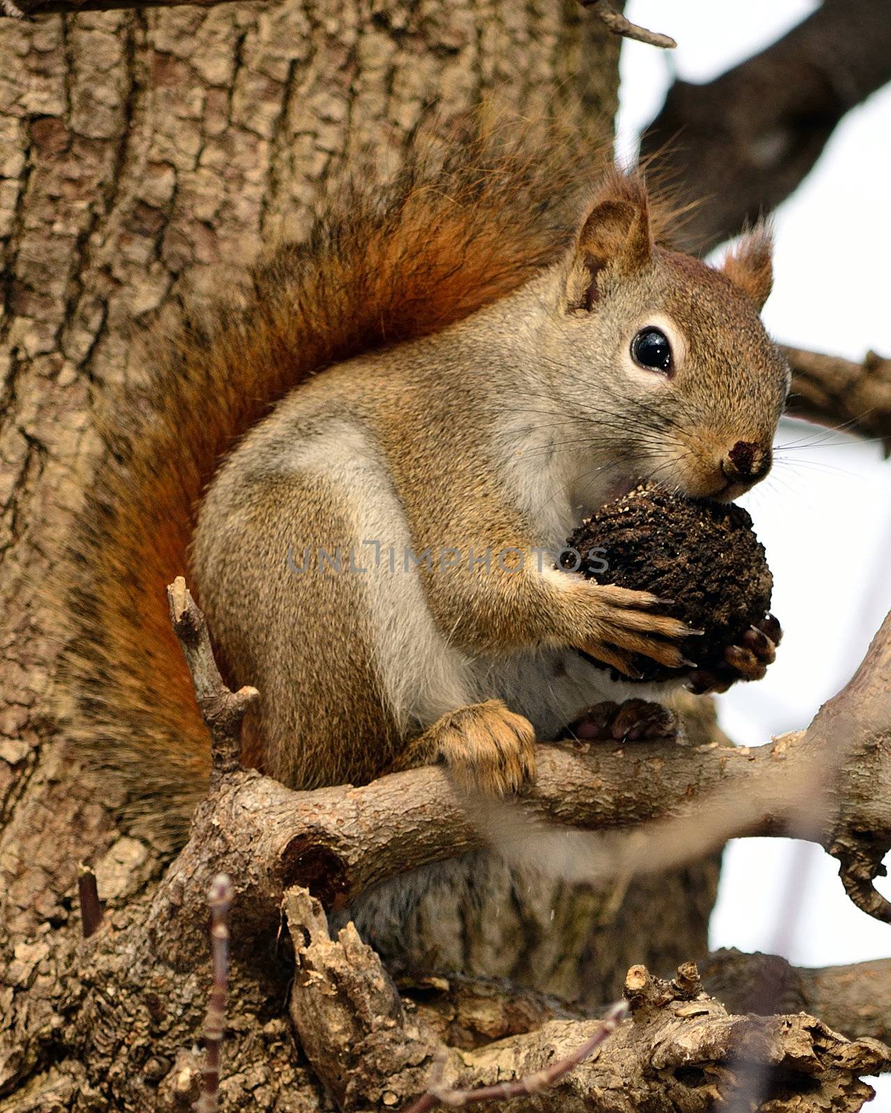 A red squirrel perched in a tree eating a walnut.