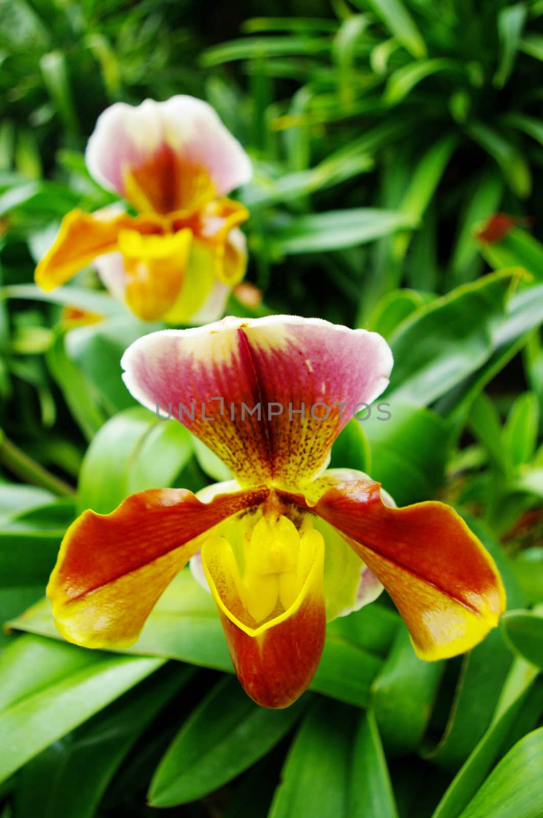 Nice Orchid in Thailand, Paphiopedilum villosum (Lindl.) Stein