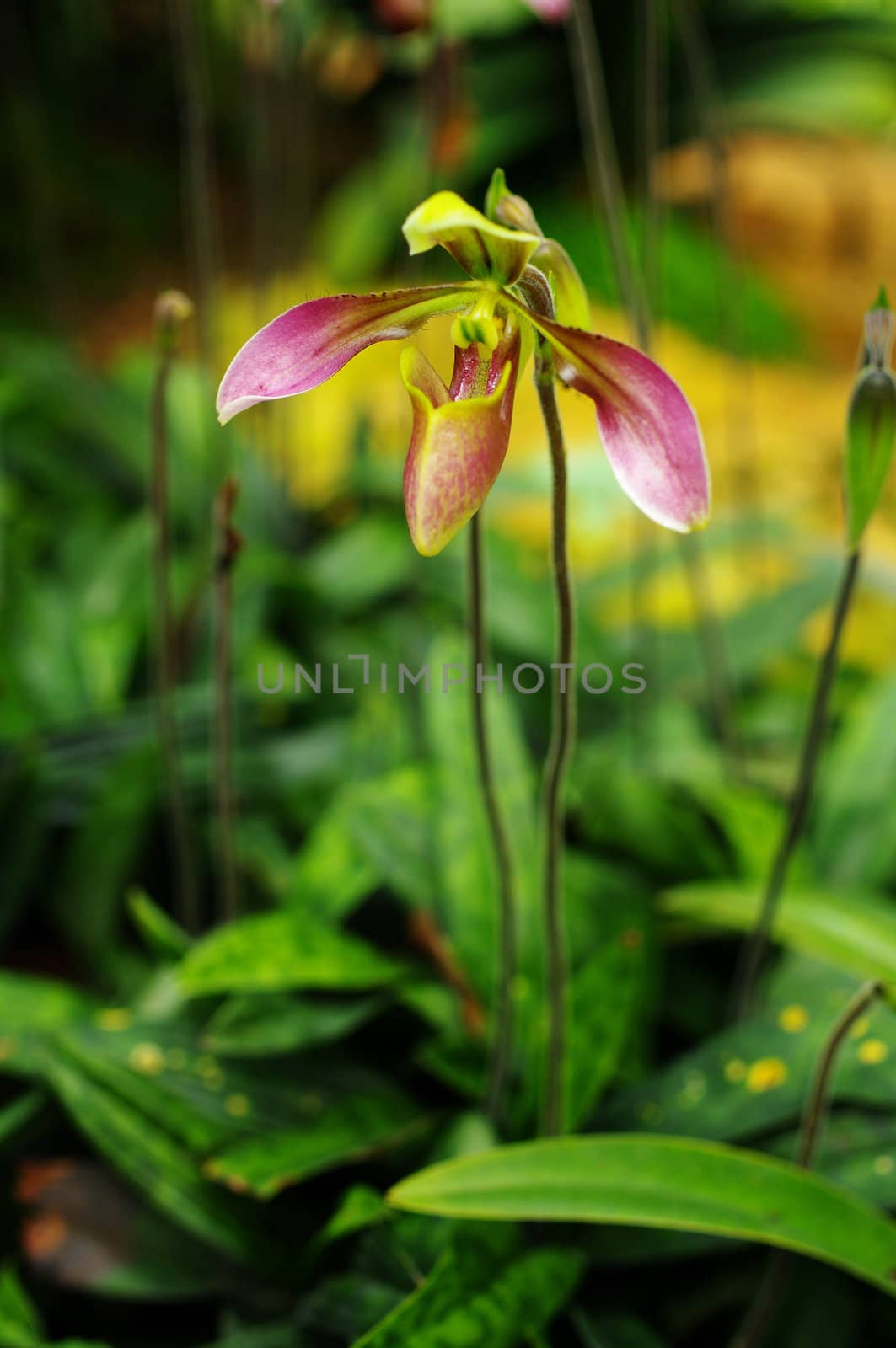 Nice Orchid in Thailand, Paphiopedilum villosum