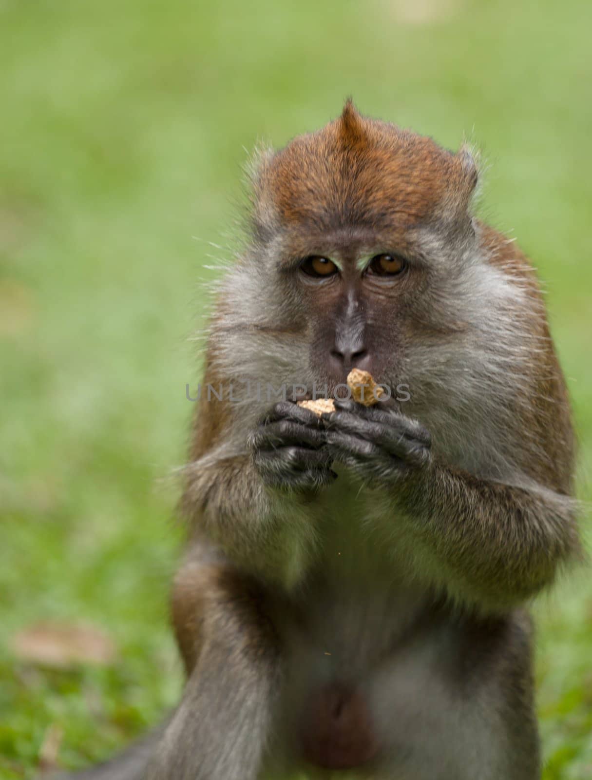 macaque monkey by clearviewstock