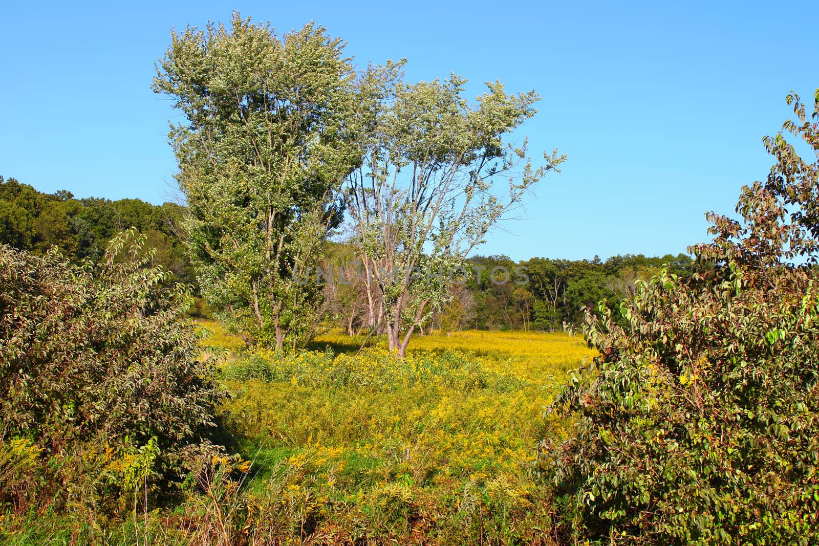 Prairie and forest scenery at Castle Rock State Park of Illinois.