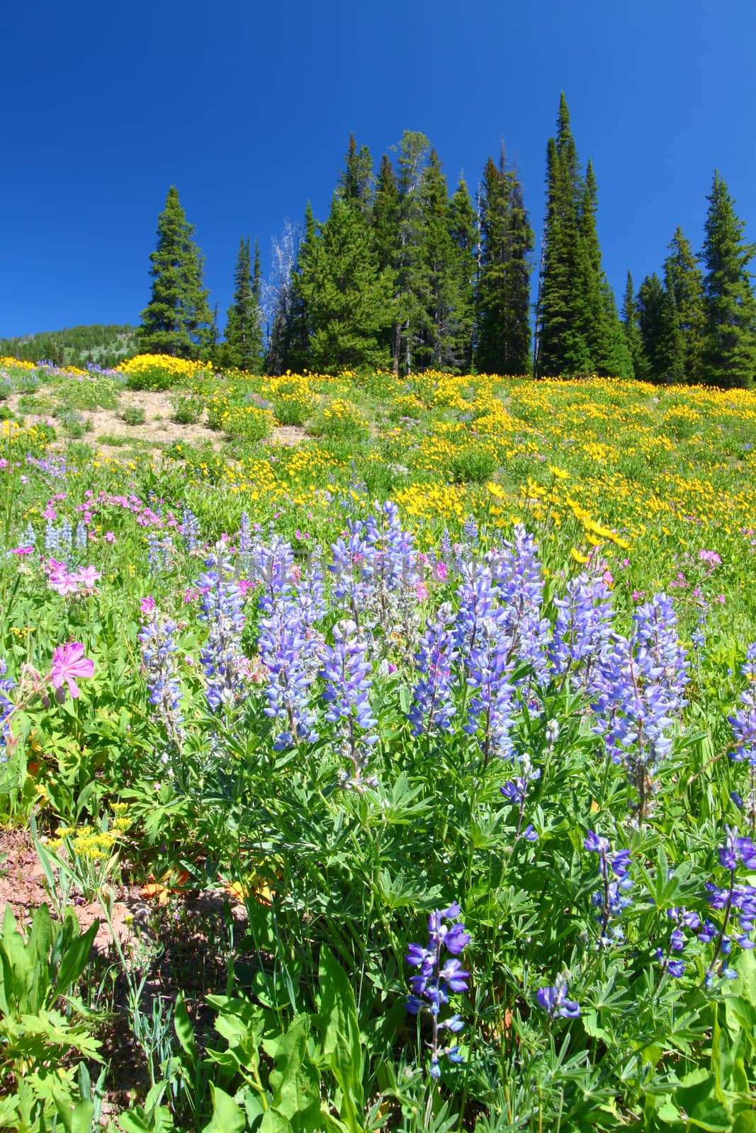 Wildflowers bloom under a gorgeous blue summer sky in Yellowstone National Park in Wyoming.