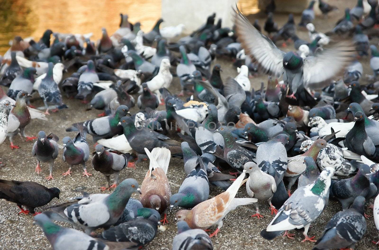 flock pigeons feeding by clearviewstock