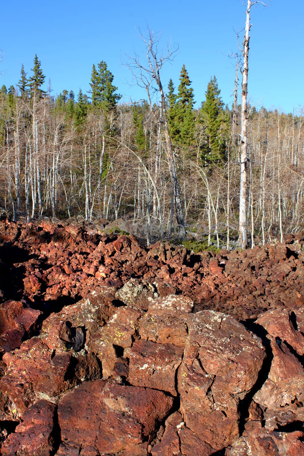 Lava field amongst the woodlands of the Dixie National Forest of Utah.