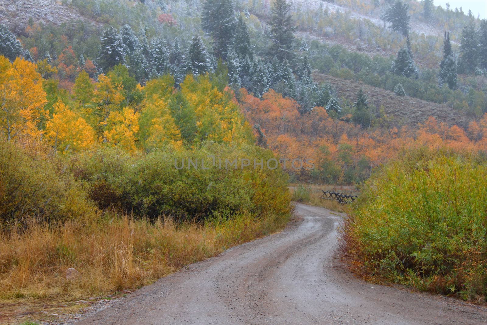 Dirt road winding through autumn scenery in the Cache National Forest of Utah.