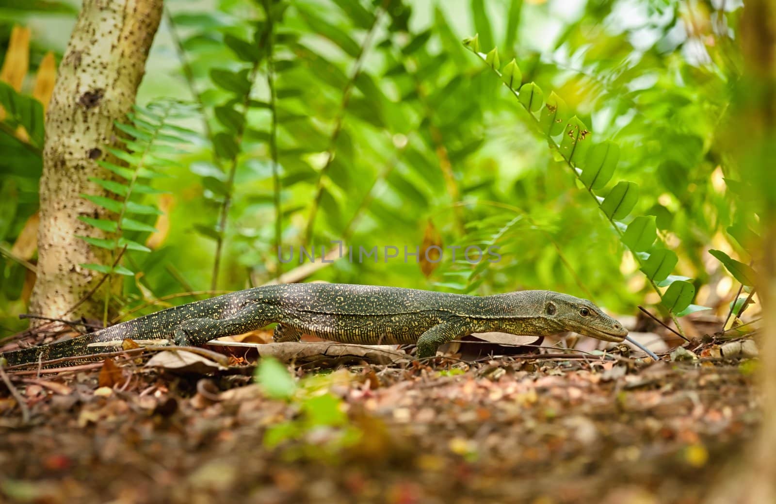 a goanna lizard walks along through the undergrowth
