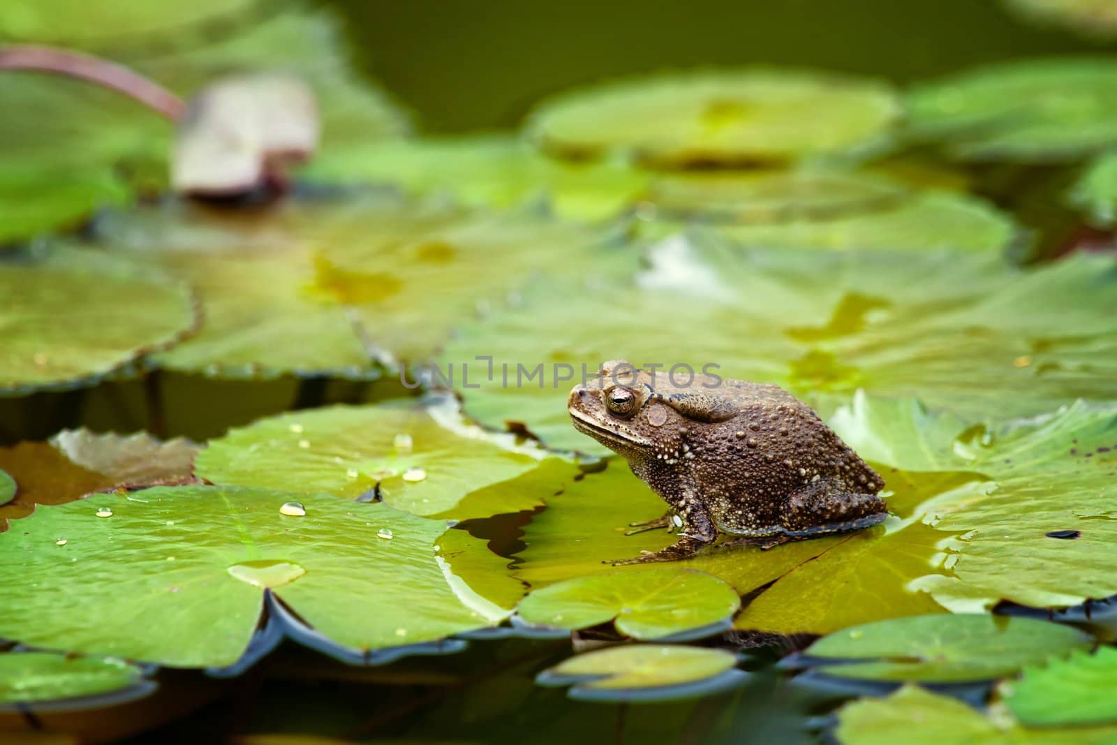 great image of a bull frog or toad on a lilypad