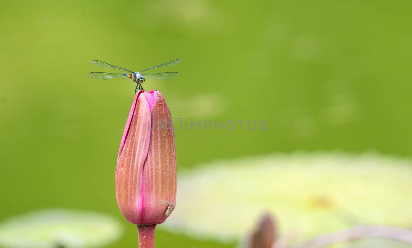 dragonfly on a lily flower by clearviewstock