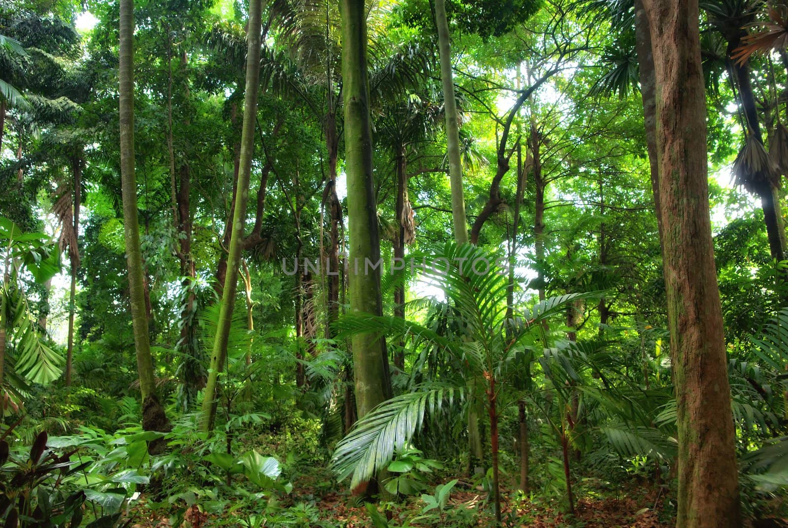 beautiful rain forest trees by clearviewstock