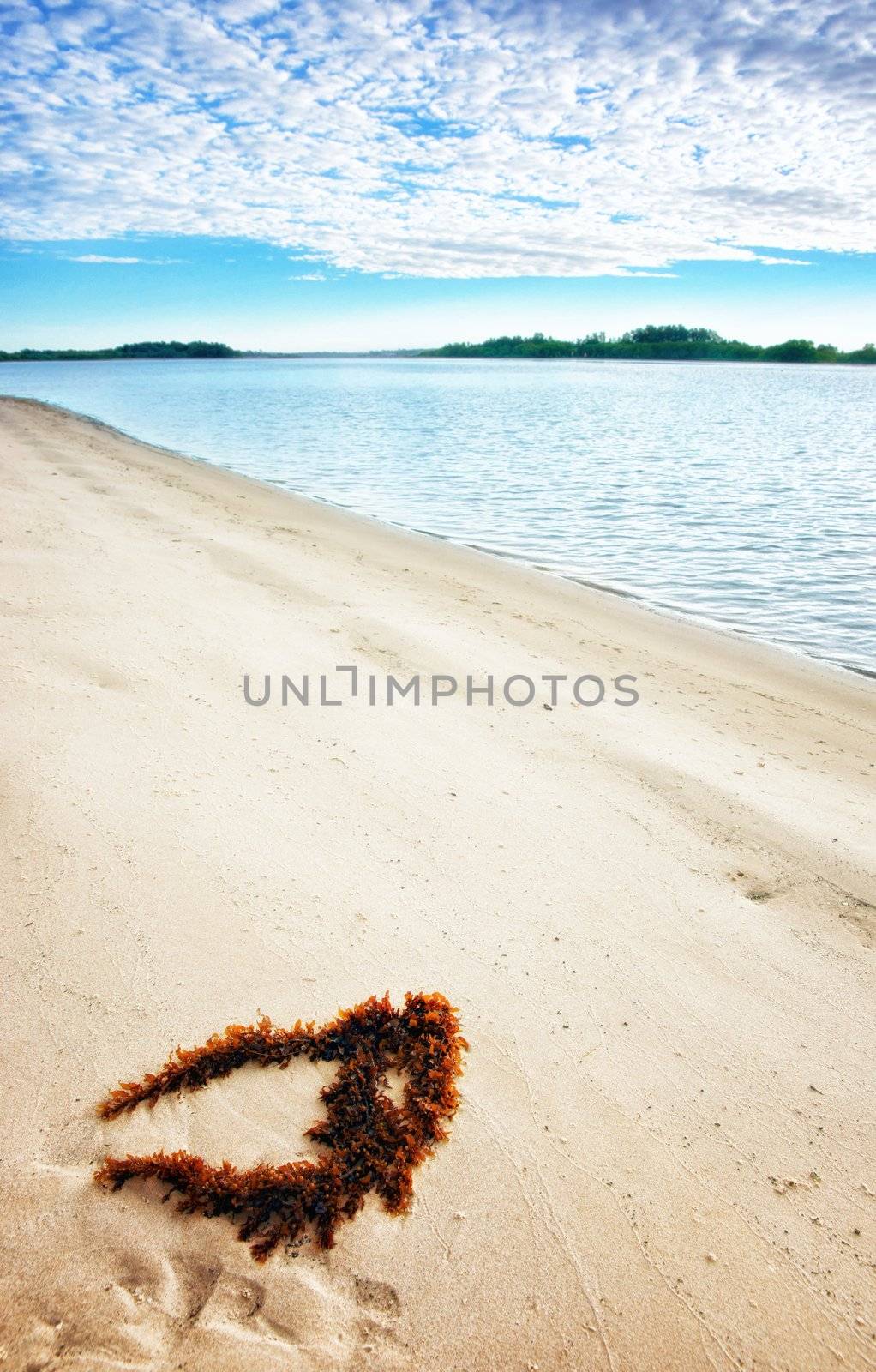 seaweed on perfect beach by clearviewstock
