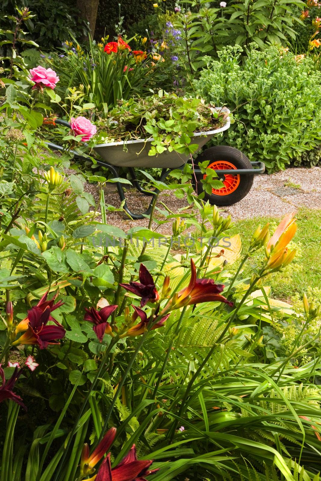 Cleaning up summer garden full of flowers and wheelbarrow with garden-waste, plants and weeds - vertical, square crop possible