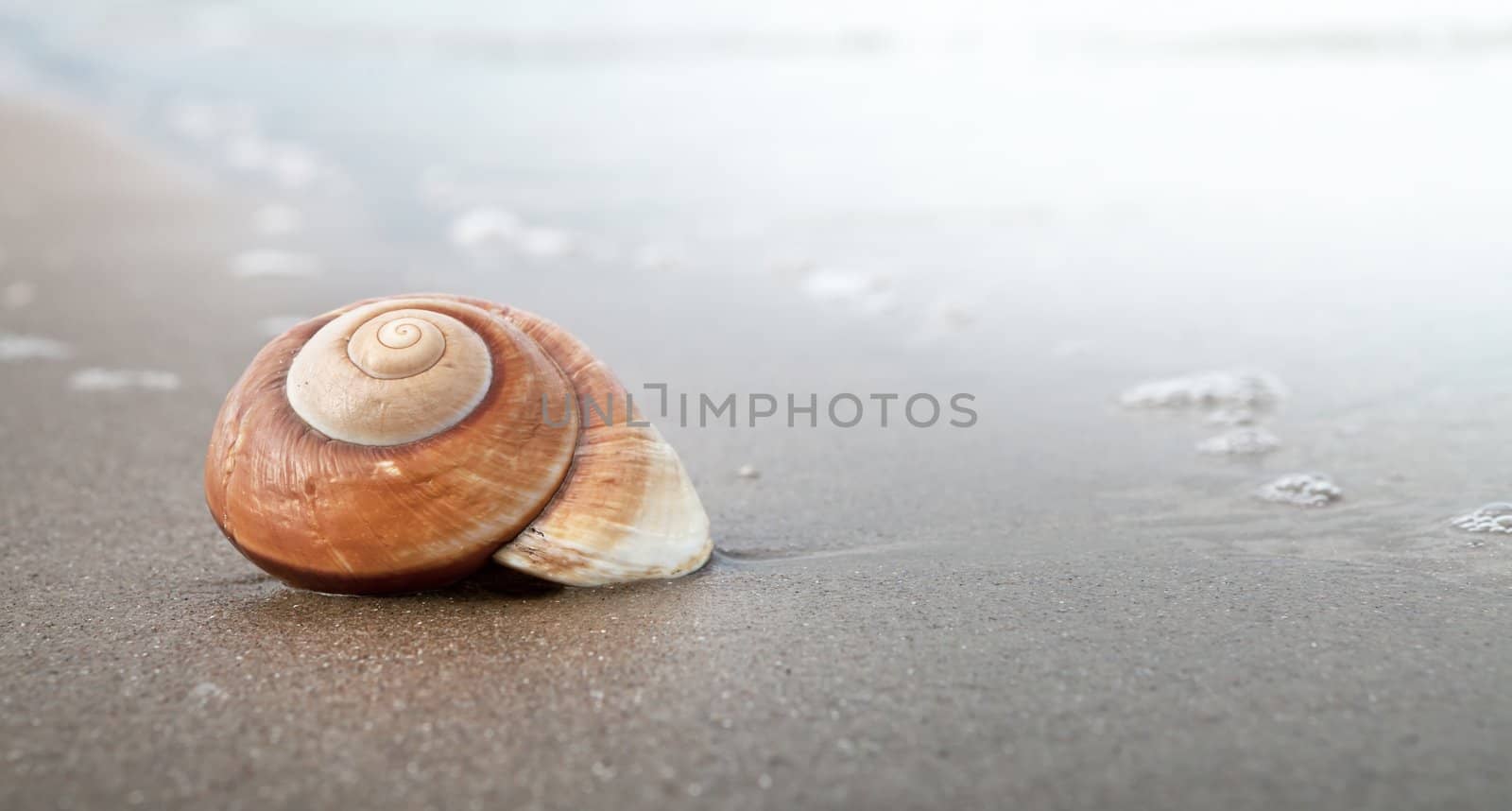 Spiral shell on sandy beach near sea, panoramic view