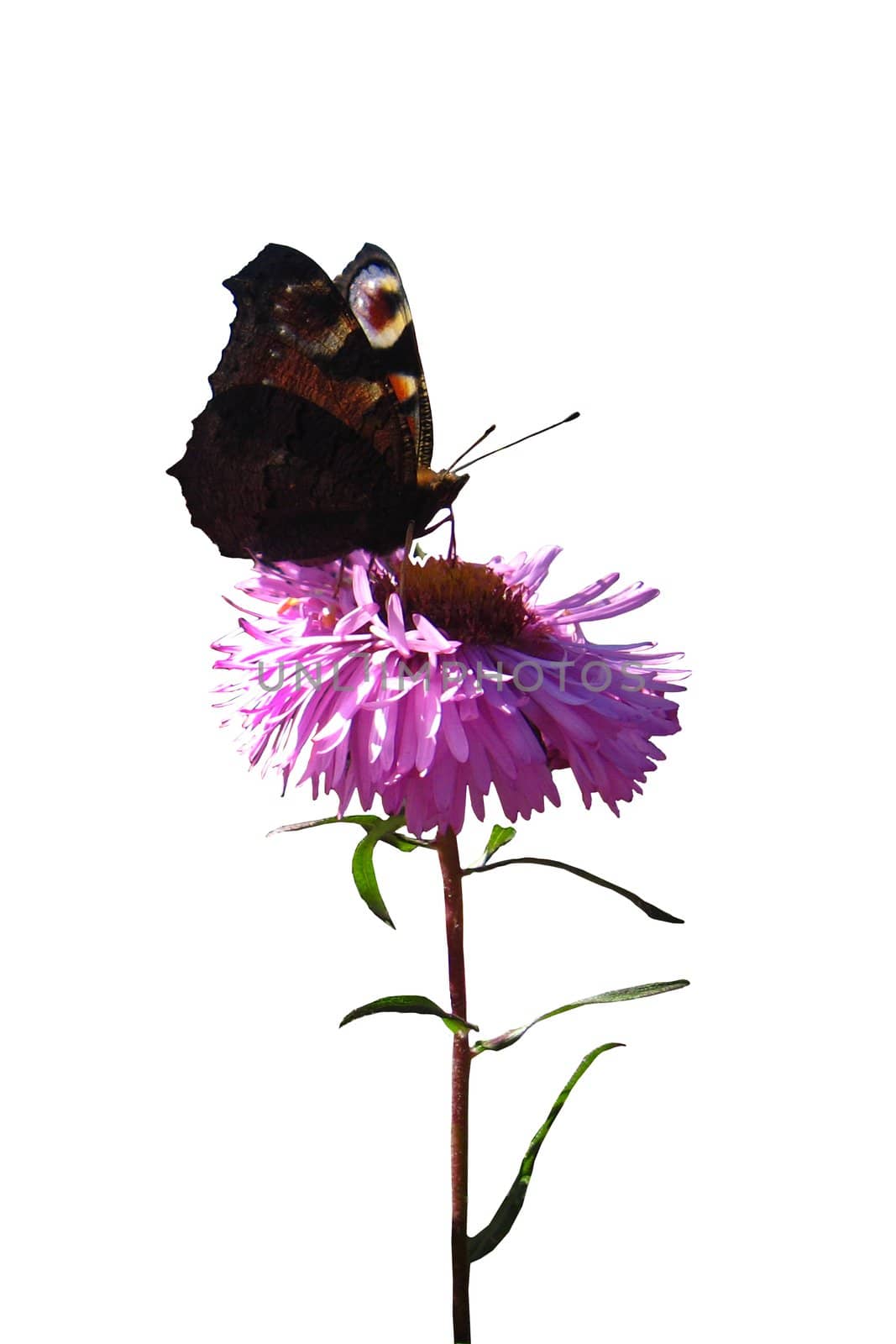 The butterfly of peacock eye isolated on the white background