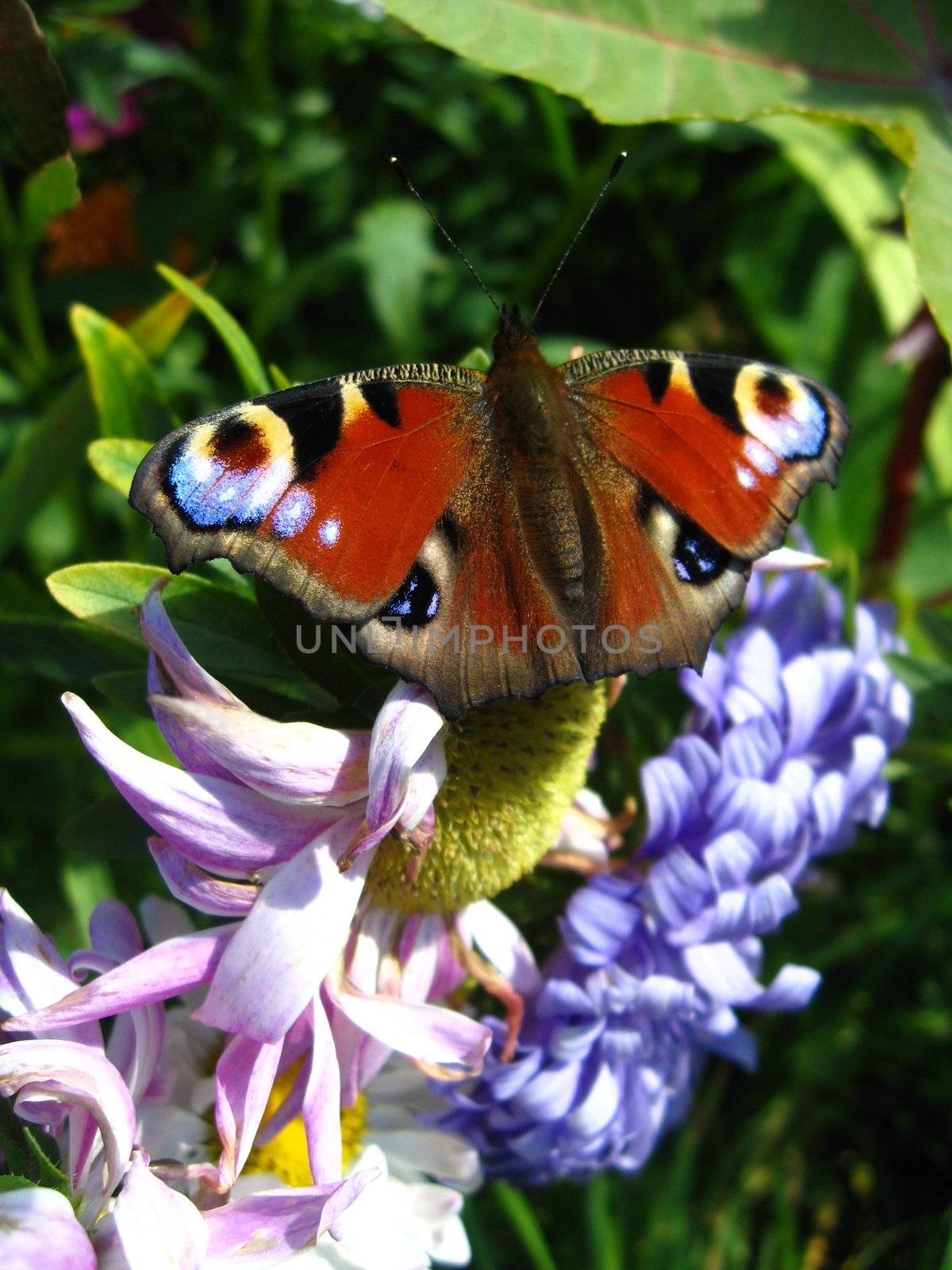 The butterfly of peacock eye on the flower