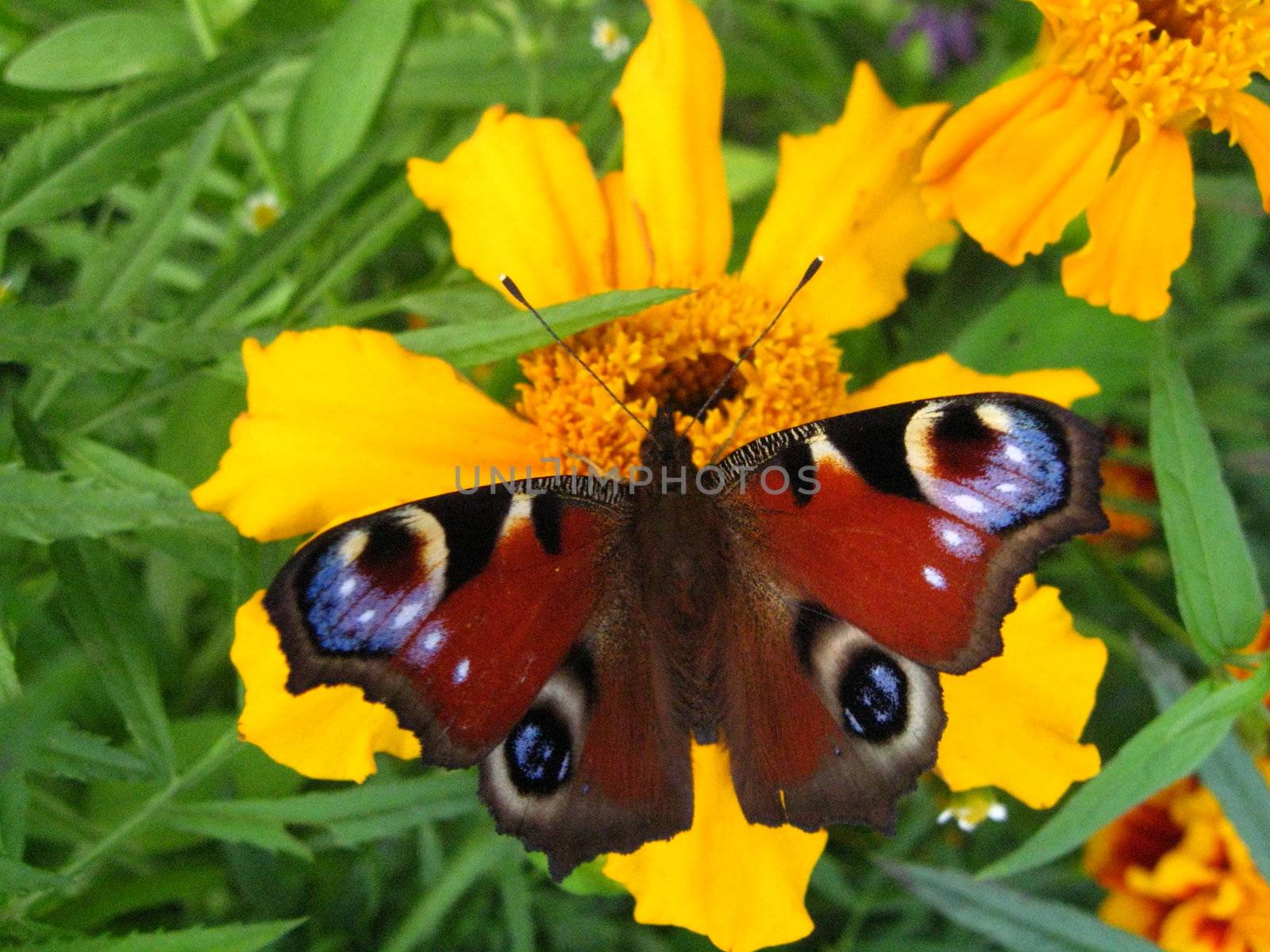 The butterfly of peacock eye on the flower