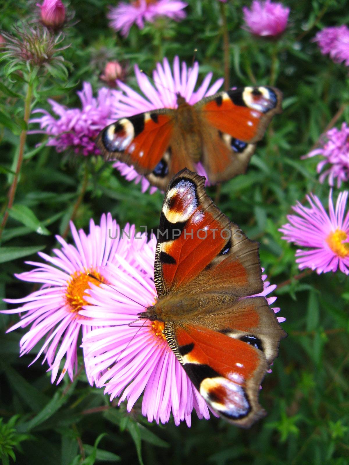 The pair of butterflies of peacock eye by alexmak