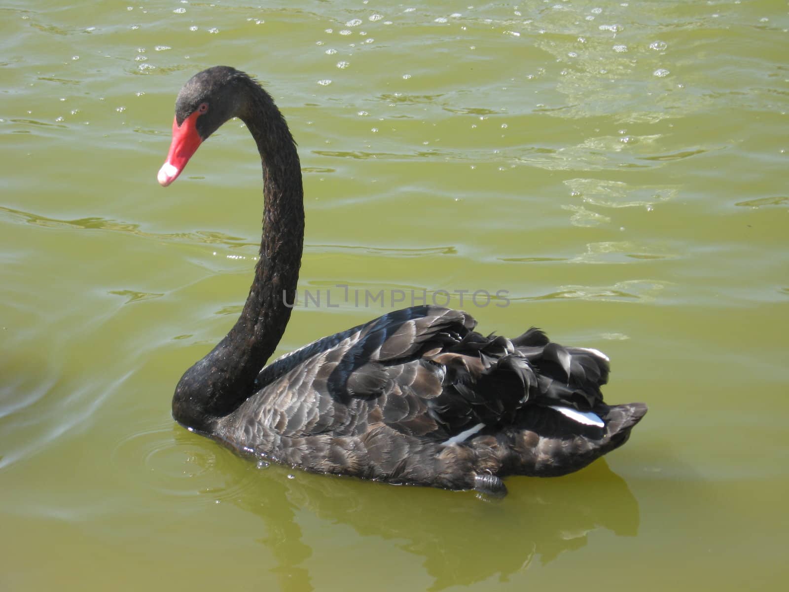 Beautiful and graceful black swan on water