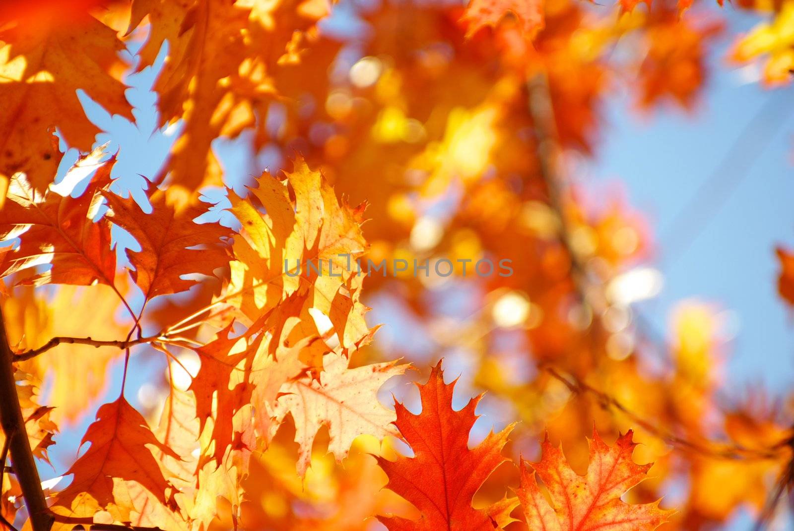 autumn leaves background in sunny day