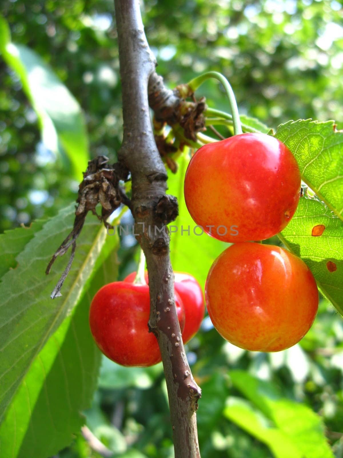 Red berries of a sweet cherry hanging on a tree