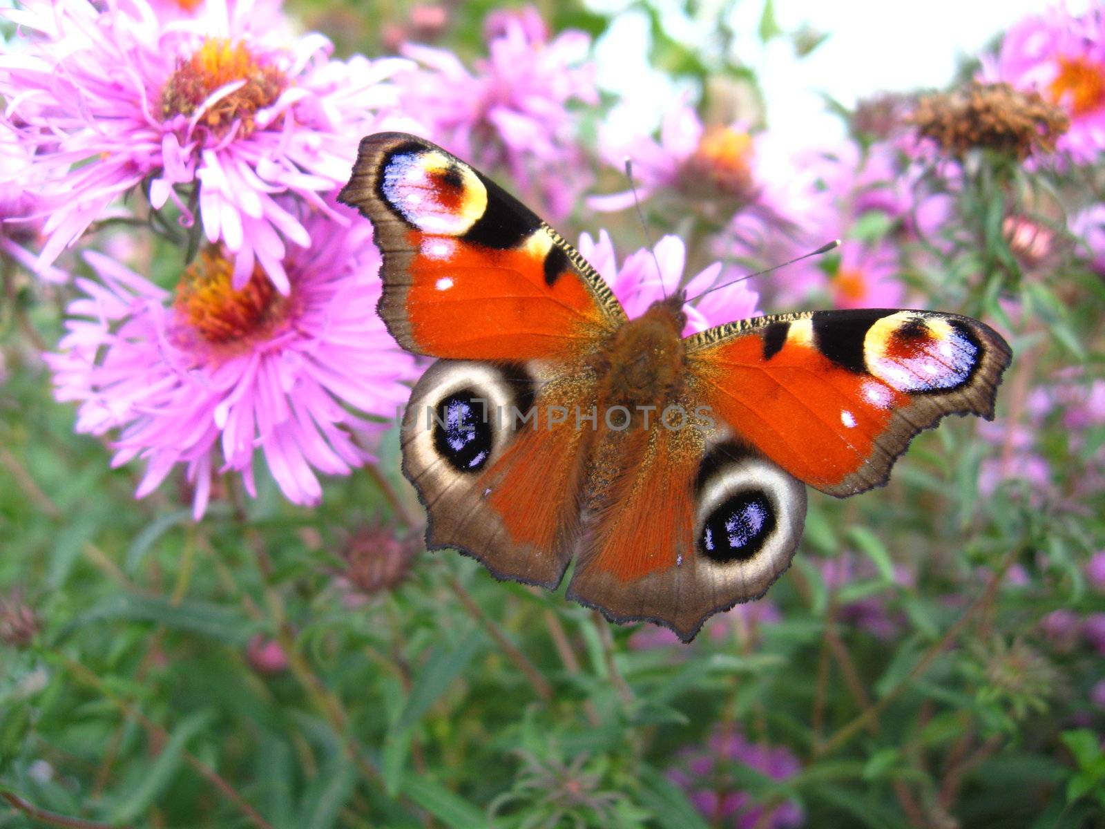 The butterfly of peacock eye on the flower