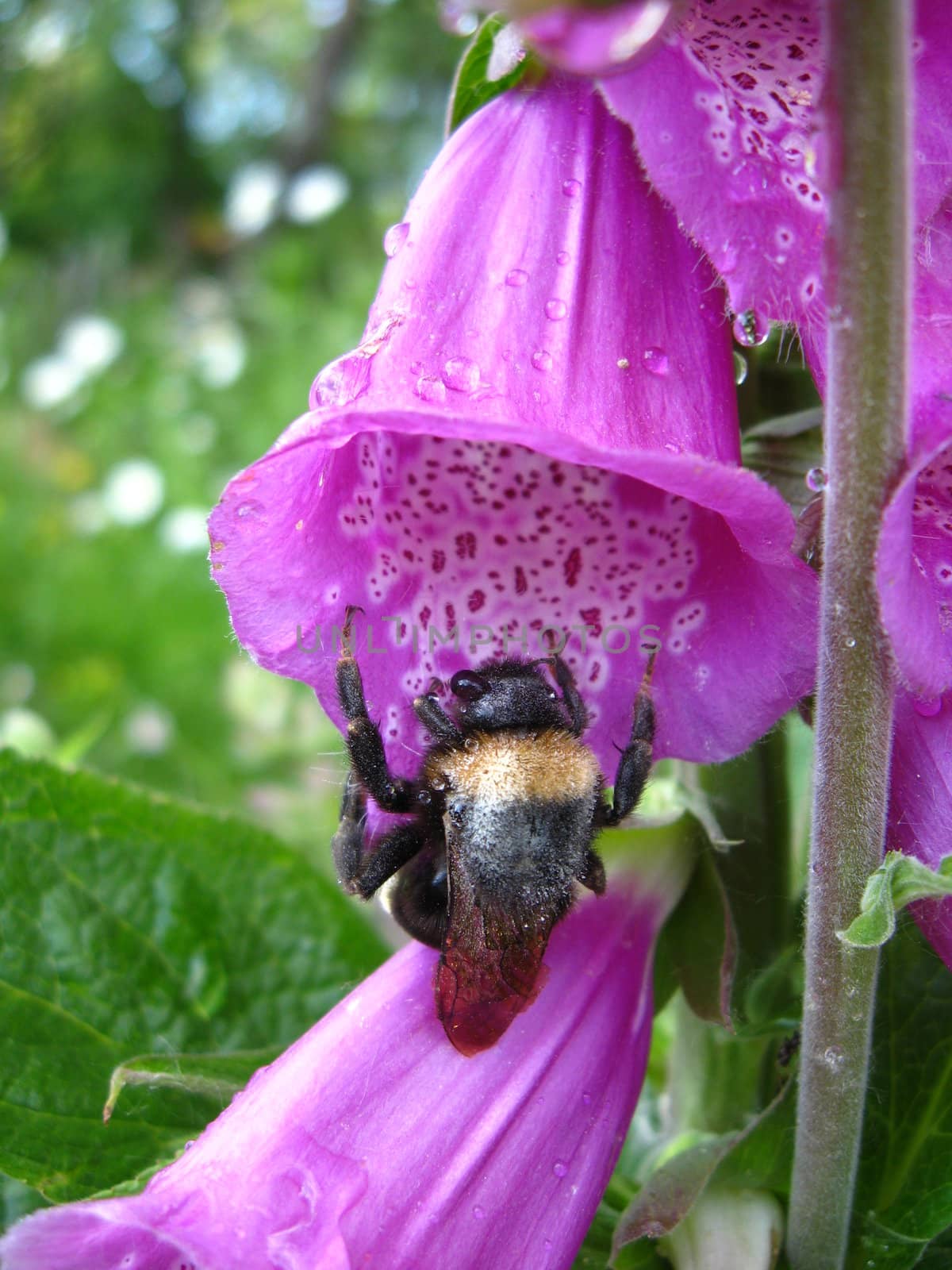 Bumblebee in a flower of lilac bluebell by alexmak