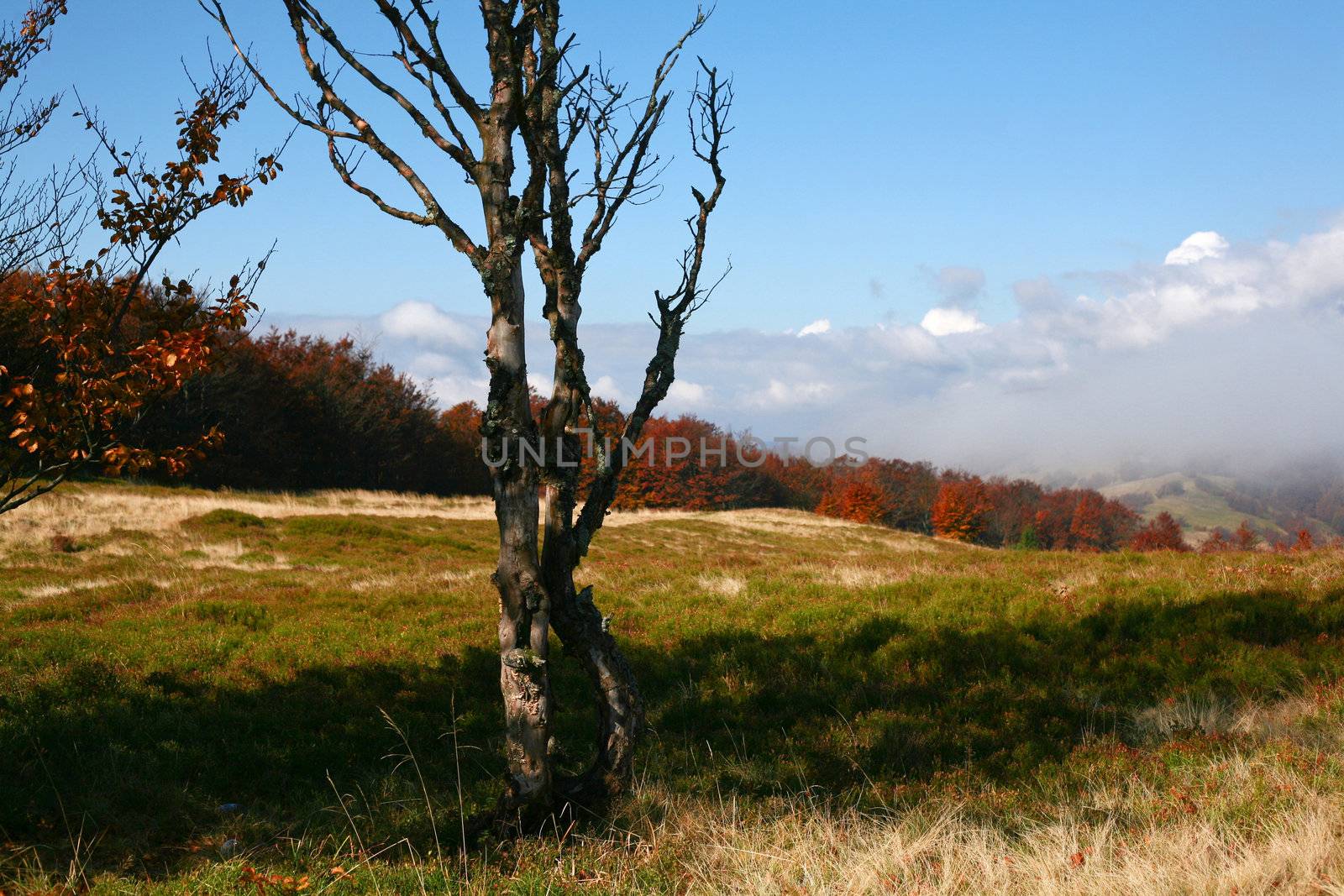 An image of trees without leaves in autumn mountains