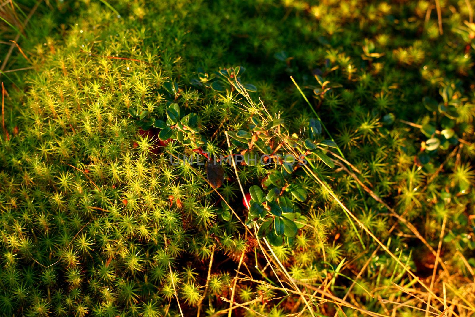 Stock photo: nature: an image of green moss