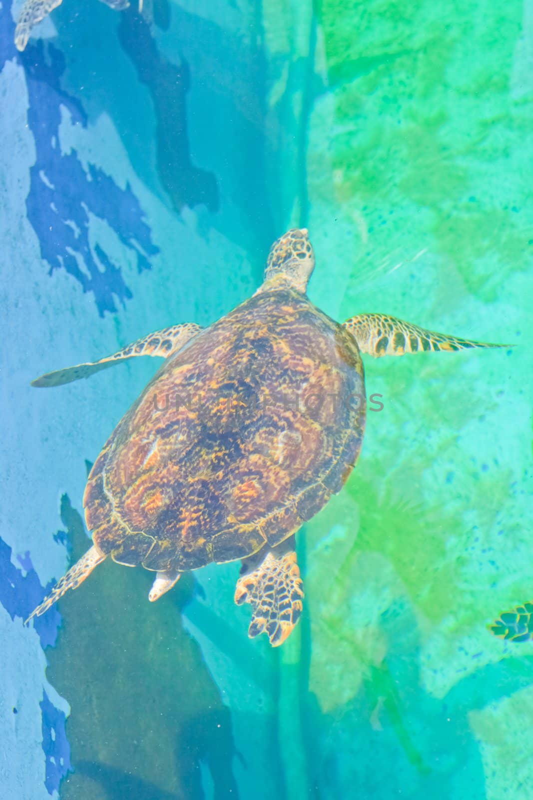  sea turtles in the aquarium of Rayong province,Thailand