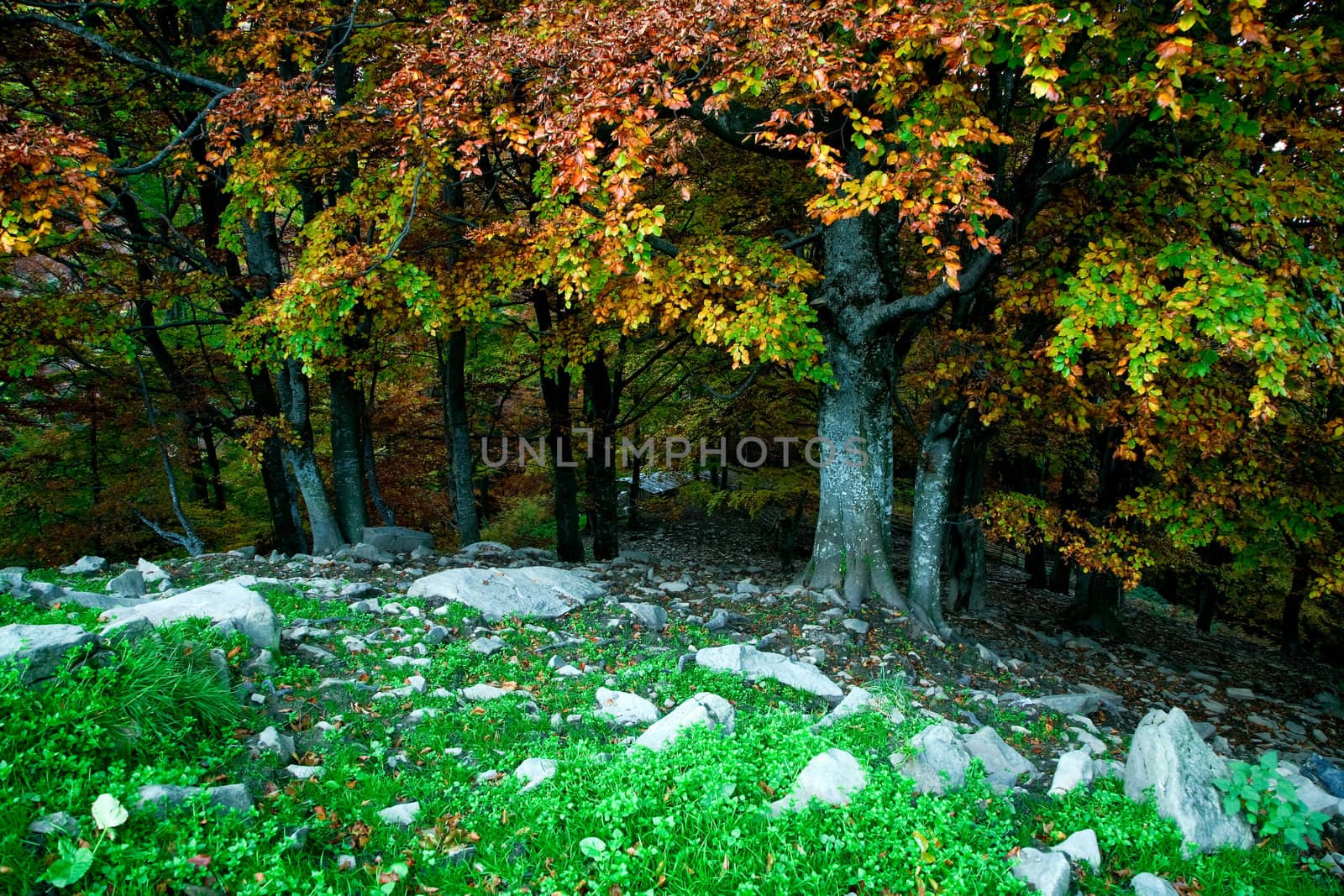 Season theme: an image of nice autumn park