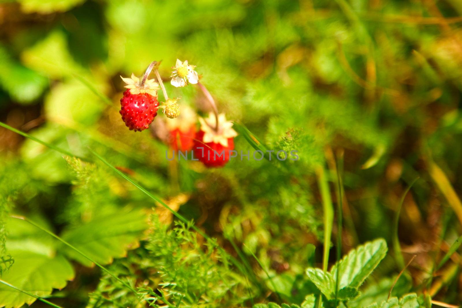 Stock photo: nature: an image of a red berries