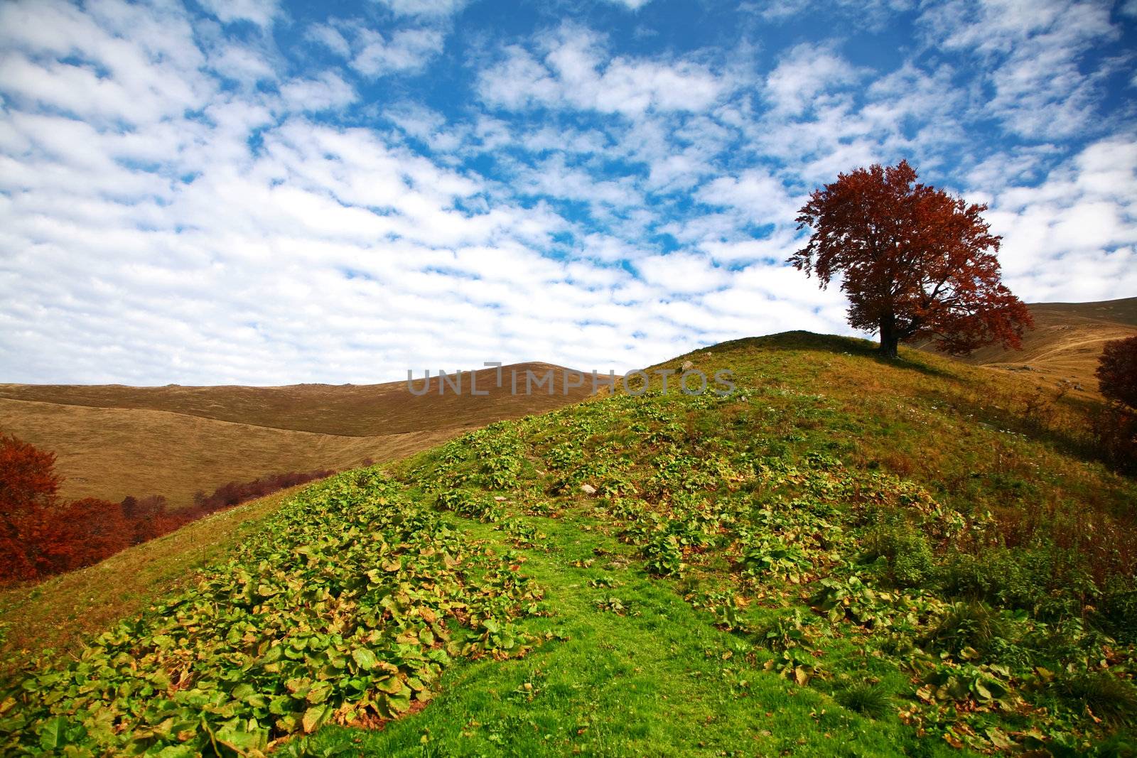 Autumn theme: An image of autumn tree on a hill.