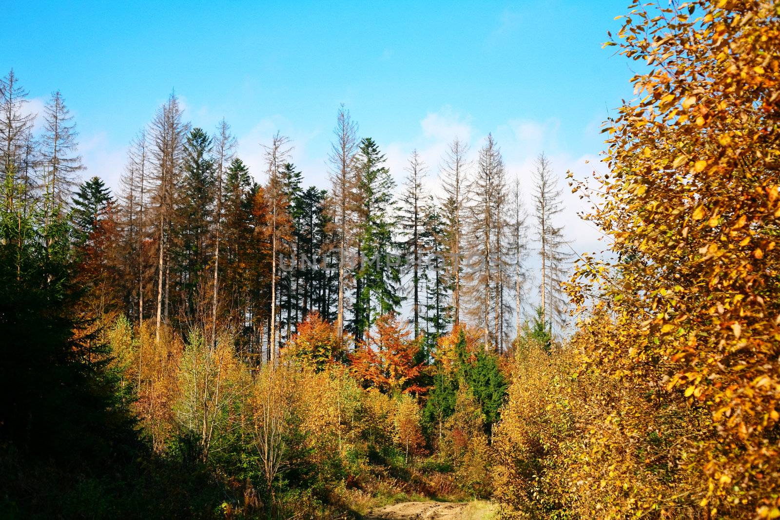 Autumn in a forest by velkol