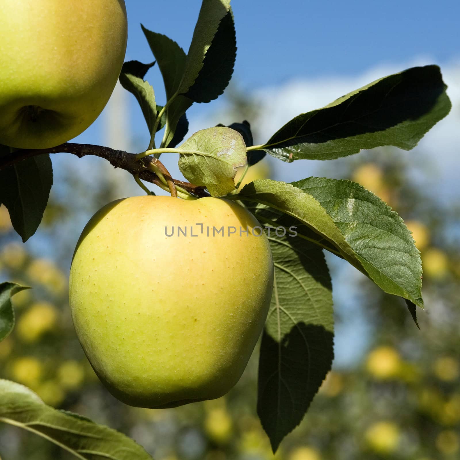 An image of yellow apples on the tree