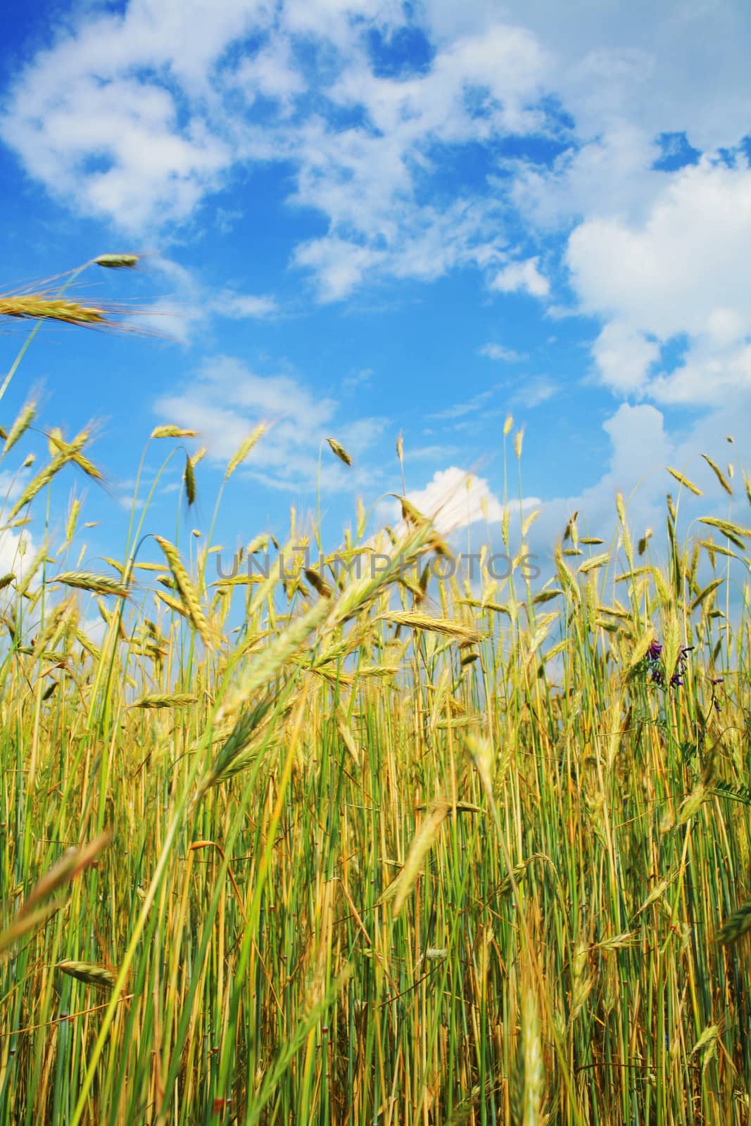 Stock photo: an image of yellow field of wheat and blue sky