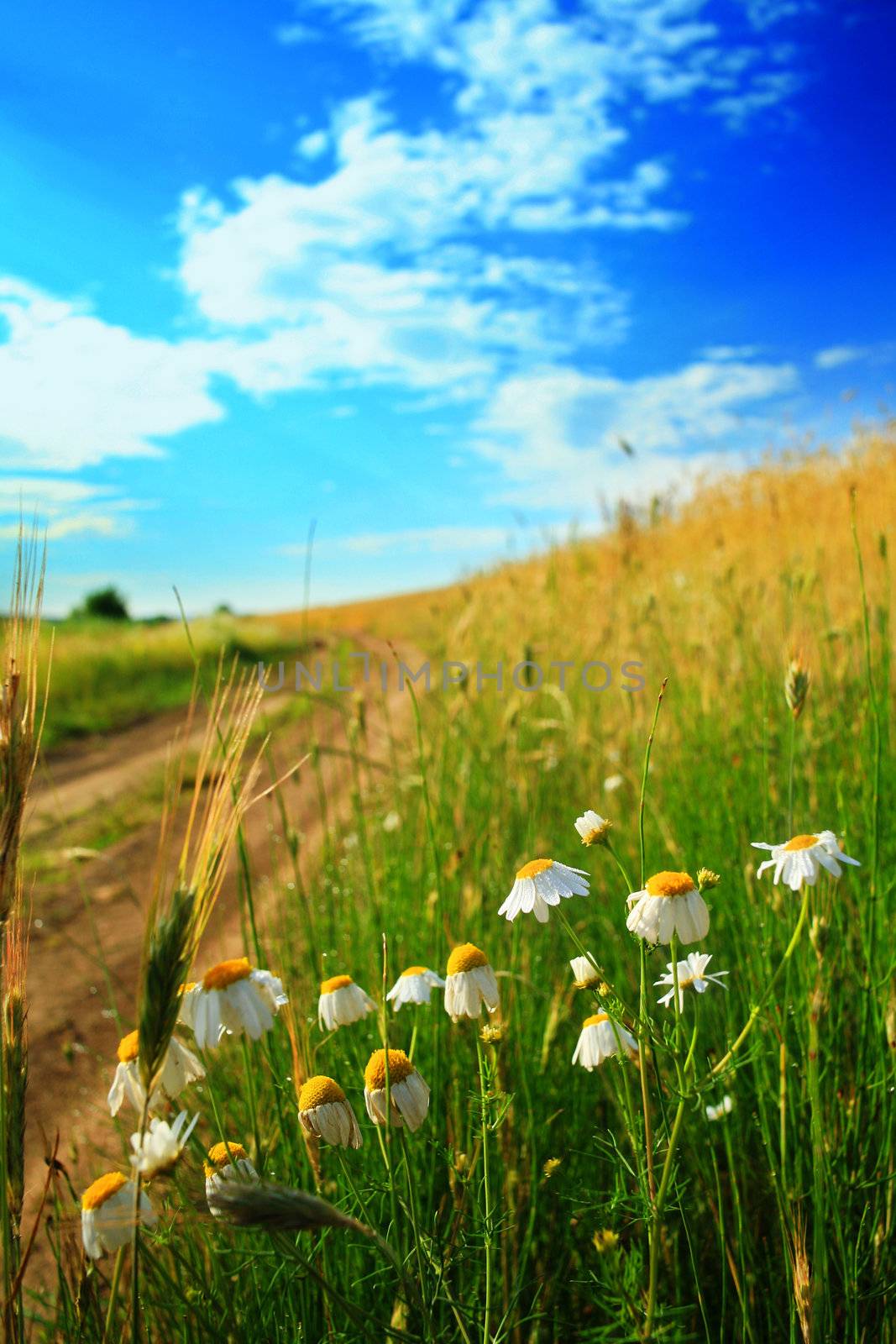 Field with flowers by velkol