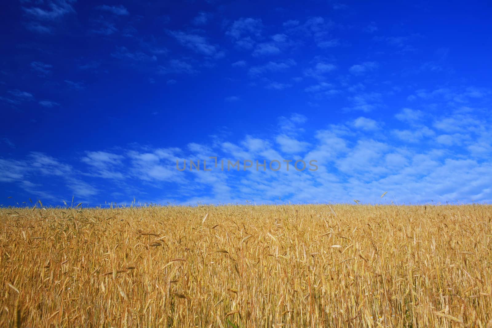 An image of a field with yellow wheat